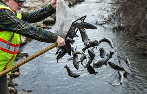 Fall stocked troutare not additional troutfora given stream sections annual allocation; they are shifted. . Pa trout stocking 2022